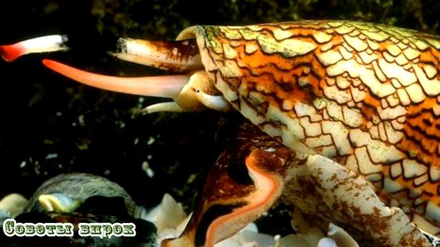 ➤Почему нельзя купаться в красном море ночью?➤ смотреть онлайн