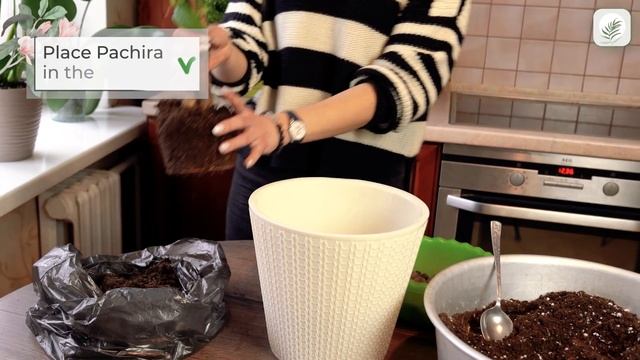 How to care for a money tree (pachira aquatica) смотреть онлайн