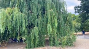 Hyde Park London | Royal Parks Of London