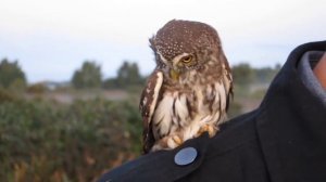 Pygmy-Owl x2 (Glaucidium passerinum)