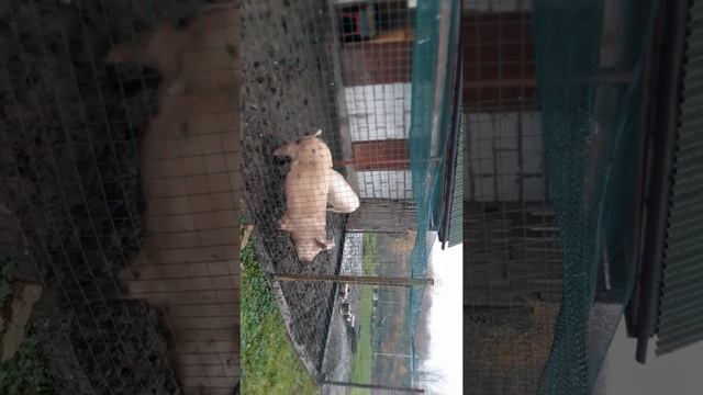 свинки Чук и Гек(2) смотреть онлайн