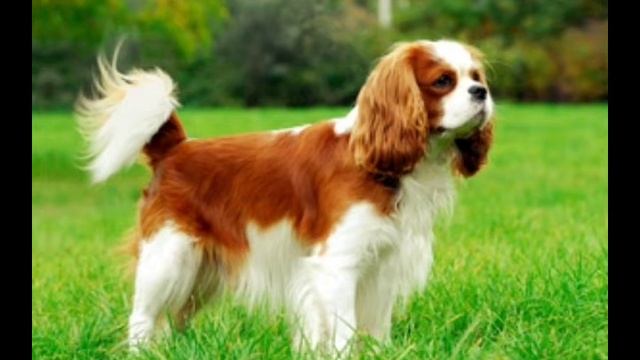 Кавалер-кинг-чарльз-спаниель: история породы, характер, интересные факты, характеристика смотреть онлайн