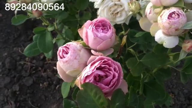 Роза Лавендер Лейс смотреть онлайн