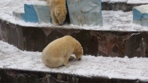 Водопад в бассейне для белых медвежат и интересен и страшен. Часть 2.