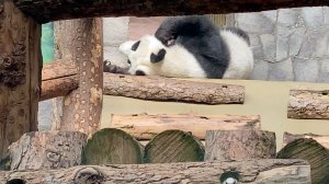 Как спят звери в зоопарке 
— не отвести взгляд!