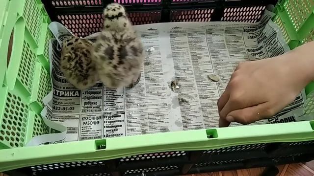 Птенцы чаек.