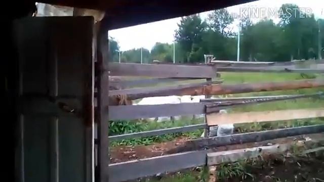 Почему корова? Почему село? смотреть онлайн