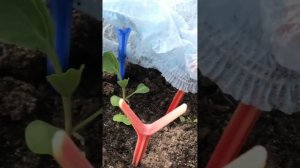 Шапочка для капусты
