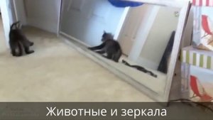 Животные и зеркала. Лучшая подборка 2014 года!