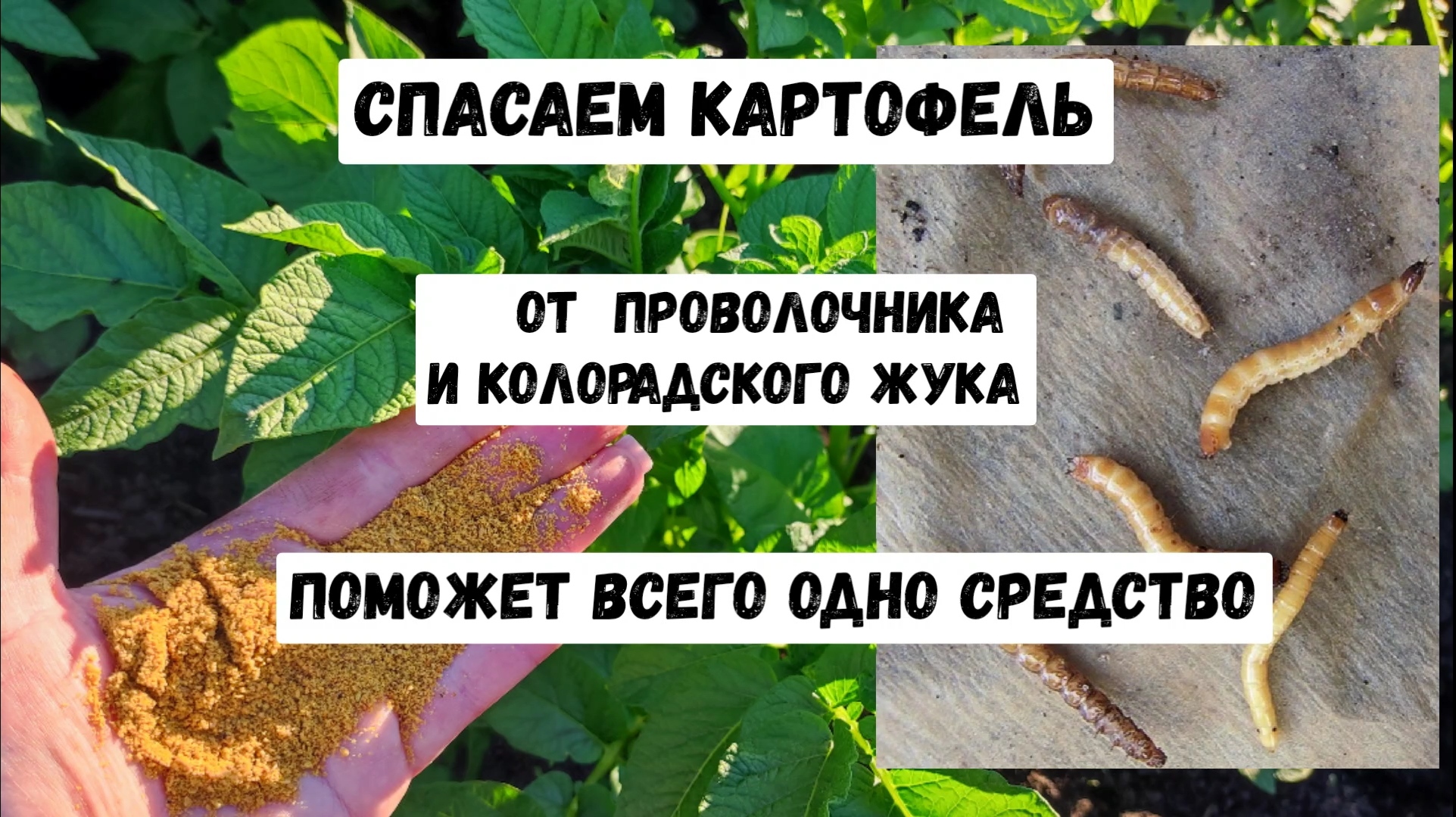 Горчичный жмых для картофеля, как правильно применять, чтобы избавиться от колорадского жука