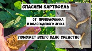 Горчичный жмых для картофеля, как правильно применять, чтобы избавиться от колорадского жука
