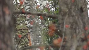 Объектив Юпитер 37А  фокусное135