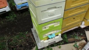 весенние работы с пчелами, пересадил пчел из улья Лысонь в 8 рамочный улей BienenHaus на рамку Дадан