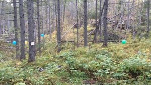 Стреляем с другом из пневматики в лесу