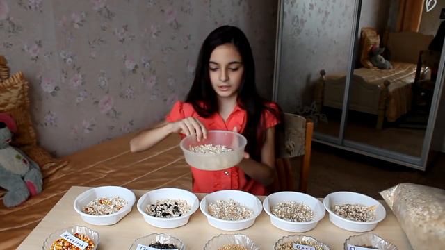 DIY / КАК ВЫРАСТИТЬ ТРАВКУ ДЛЯ ХОМЯЧКА ЗИМОЙ / проращивание травы для питомцев / How To Grow Grass