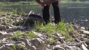 Рыбалка на головня на поплавок