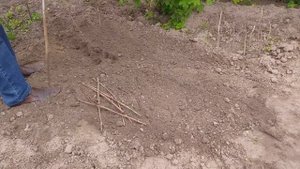 Как размножить виноград черенками в открытом грунте