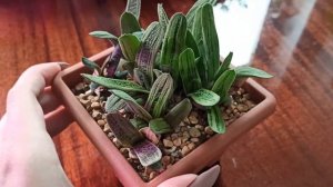 Размножение гастерии листом: спустя 1 год и 7 месяцев после отделения листов