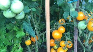 ОБЗОР ТОМАТОВ 2021 // часть 1 // САНЬКА, БАНАНОВЫЕ НОГИ, УЛЬТРАСКОРОСПЕЛЫЙ, АНДРЕЙКА