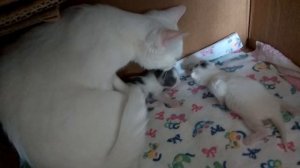 Как растут наши котята 4-й день....