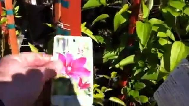 Kivistik Clematis Nursery Walkabout смотреть онлайн