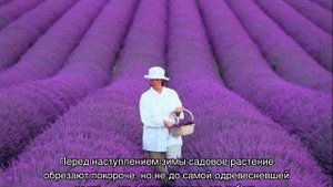 Когда цветет Лаванда
