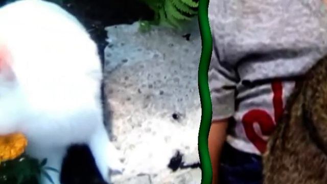 Мой любимый питомец - кролик смотреть онлайн