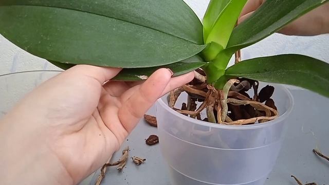 Пересадка орхидеи фантом. Проще не бывает. смотреть онлайн