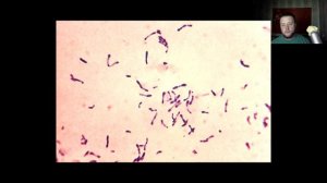 Введение в микробиологию. Часть 8. Систематика. Стафилококки. G- кокки. Пропионобактерии. Археи