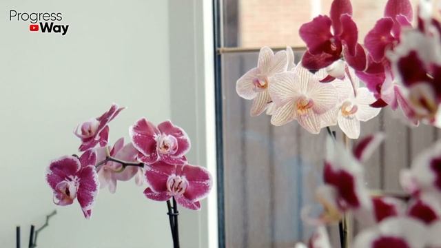 Орхидея Не Цветет, А Листья Растут! Как Заставить Цвести Орхидею? смотреть онлайн