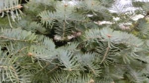 Самая красивая ель в сад: пушистая, с мягкими иголками, голубая