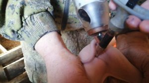 Кастрируем поросят.