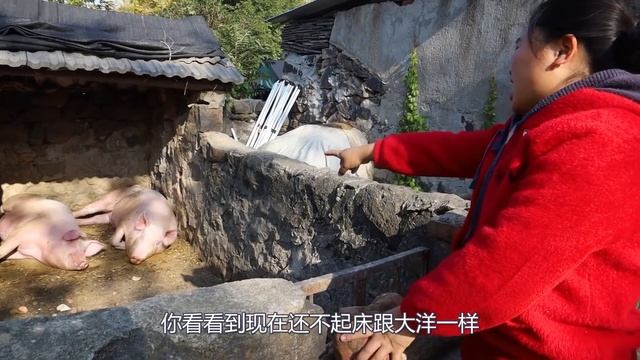 胖妹下河摸田螺，3小时摸10斤，回家铁锅爆炒，吃起来那叫一个香/羊蝎子【陈说美食】