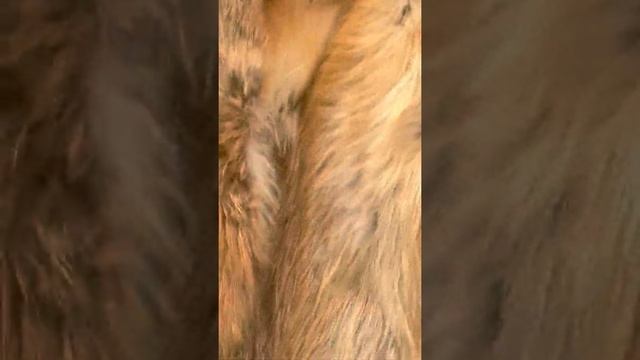 Меховая жилетка из лисы! смотреть онлайн