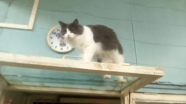 Котик Носик. смотреть онлайн