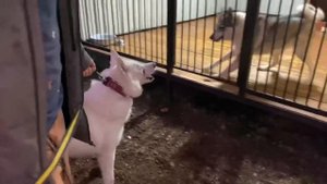 Волк Акела хотел убить ПСА. Синай вместо вязки получил увечья. Братиш не знает что делать с Кубой.