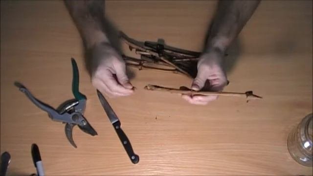 Укоренение черенков винограда