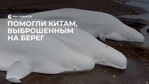 Спасли китов, выброшенных на берег