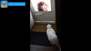 Кошки боятся маски!  |  [Сборник 2020 года] Fun Moments