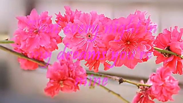 you belong to my heart смотреть онлайн