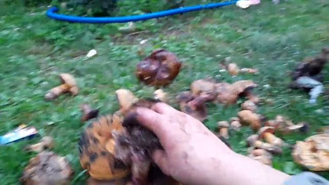 ДУБОВИК ОЛИВКОВО БУРЫЙ смотреть онлайн