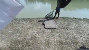 BIGFISH! Озерная рыбалка в тайланде на острове Пхукет - Phuket Fishing Park