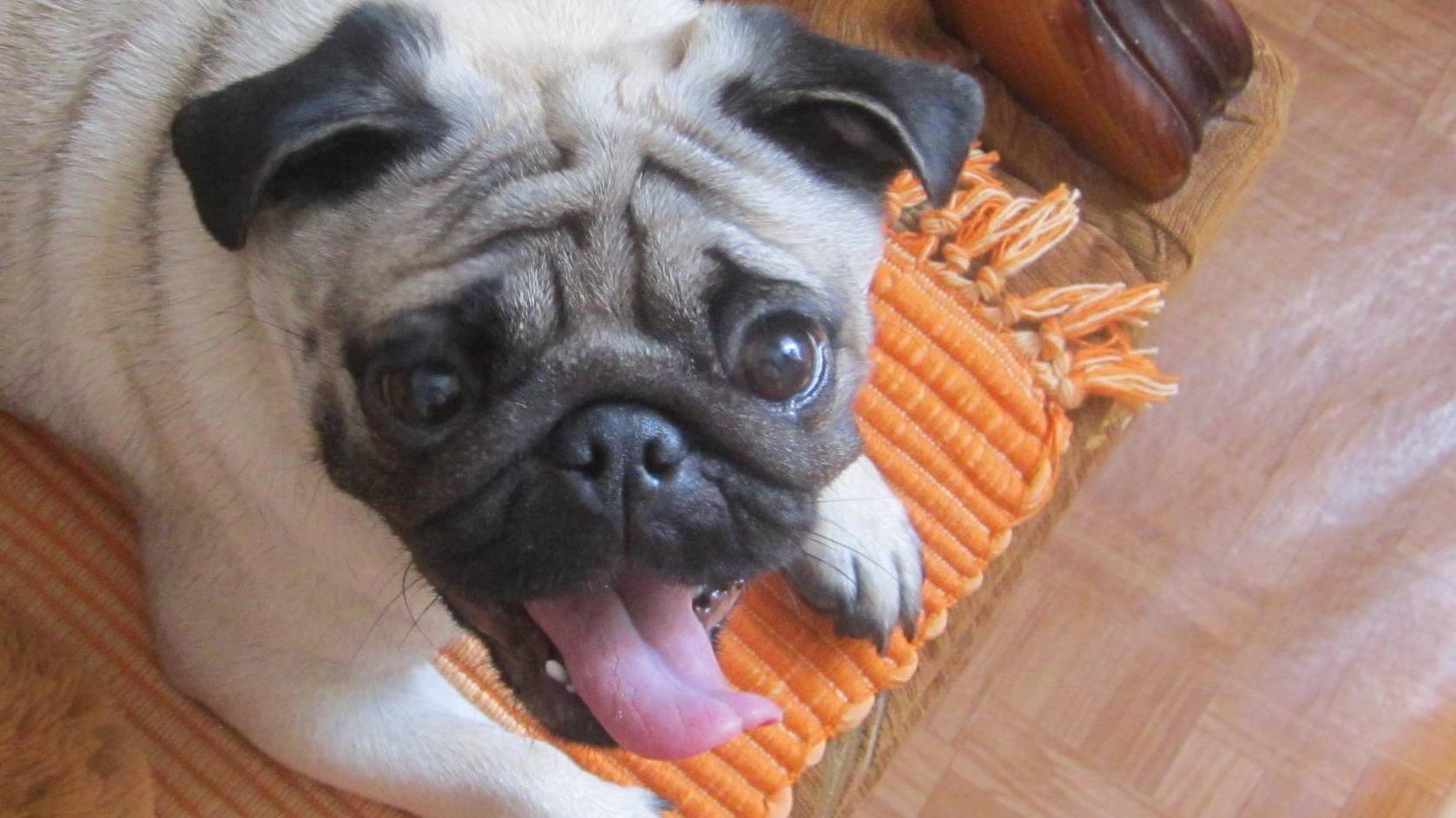 Обжорки ___@Мопсы