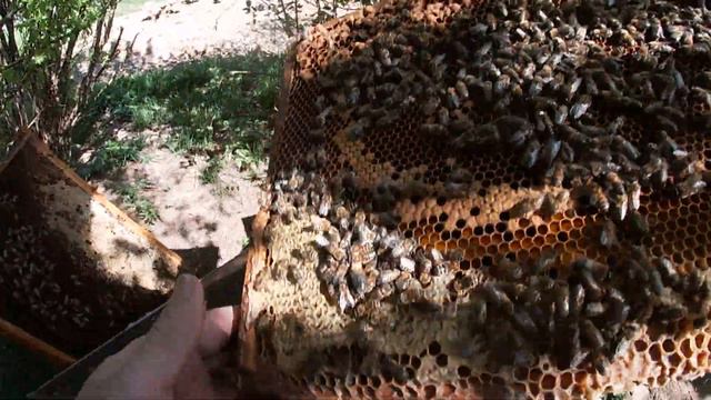 Подсадка матки на расплод. смотреть онлайн