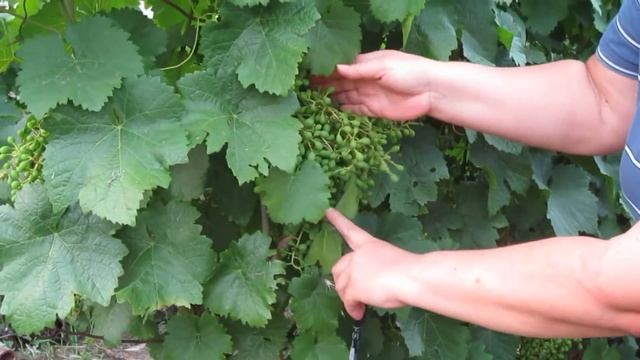 Результат опыления при правильной нагрузке куста (Краса Дона, Сиреневый туман) смотреть онлайн