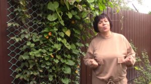 Топ - 5 однолетних лиан, которые вас никогда не подведут.