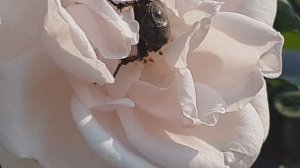 Баковая смесь от бронзовок и алёнок на розах