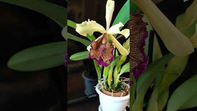 цветение Cattleya dowiana смотреть онлайн