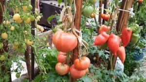 Томат Любимый праздник. Крупноплодный, мясистый и урожайный. Обзор томатов по сортам 4.9.21