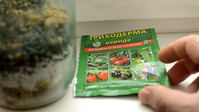 Получаю чистую триходерму – смотреть онлайн видео от Грибные украшения ...